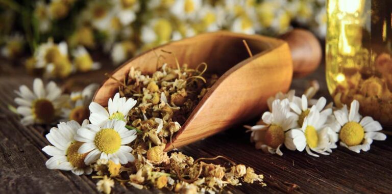 Herbs to Relieve Acid Reflux Chamomile